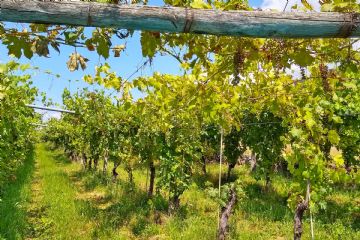 Flavescenza dorata della vite